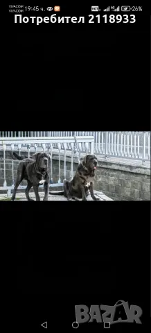 неаполитански мастиф - два броя 