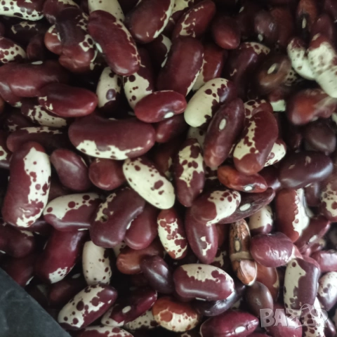 Боб без колци