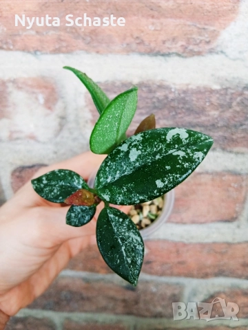 Хоя . Hoya carnosa 'Wilbur Graves', снимка 3 - Стайни растения - 51886410