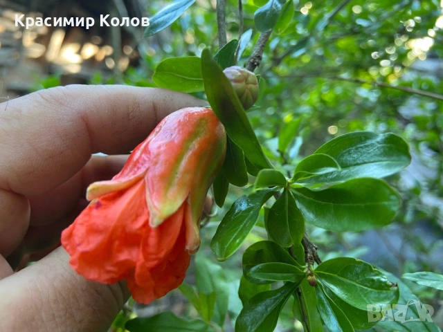 Декоративни видове нарове три цвята, растения, цъфтящи, дръвчета, снимка 11 - Градински цветя и растения - 53823765