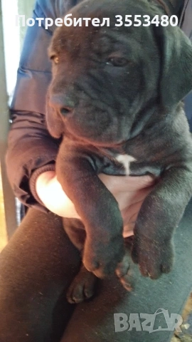 продавам Кане Корсо чистокръвни, снимка 8 - Кане корсо - 53611607