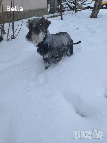 Мини шнауцер , снимка 11 - Други - 53913723