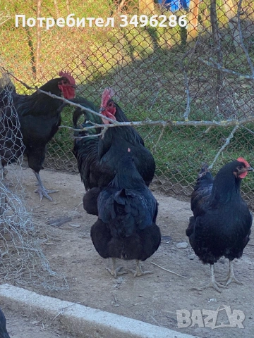 Продавам яйца от Джърси гигант, снимка 3 - Кокошки и пуйки - 53771622