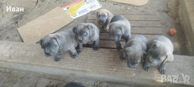 Cane Corso Italiano, снимка 2 - Търси партньор - 53836498