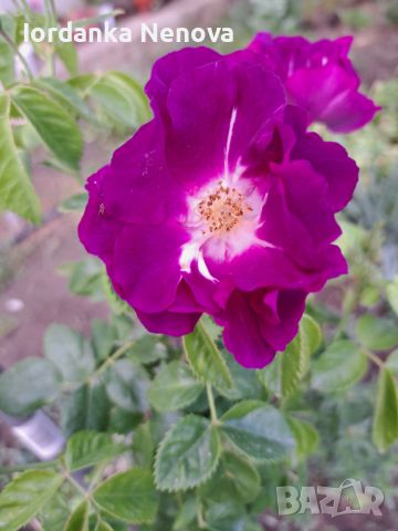 Роза, снимка 2 - Градински цветя и растения - 45462899