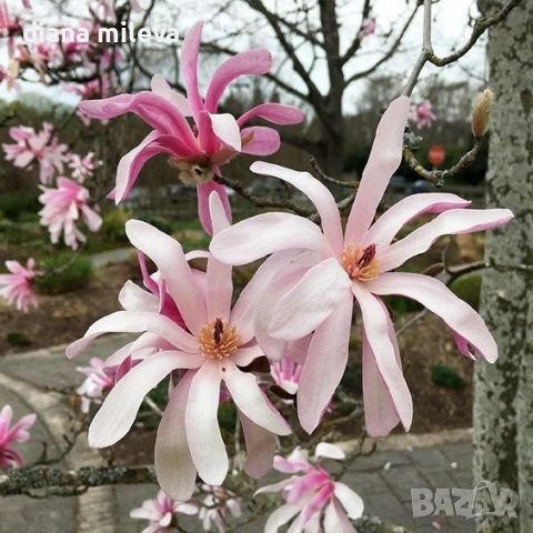 Магнолия Стелата Розеа, Magnolia stellata Rosea, снимка 4 - Градински цветя и растения - 46162955