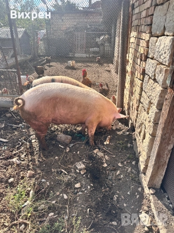 Продавам домашно отгледани  прасета, снимка 2 - За селскостопански - 51880163