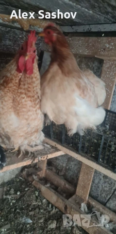 Мини кохин , снимка 2 - други­ - 53124143