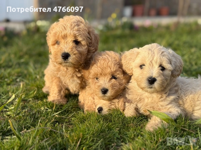 Кученца Малтипу Варна , снимка 2 - Други - 53843843