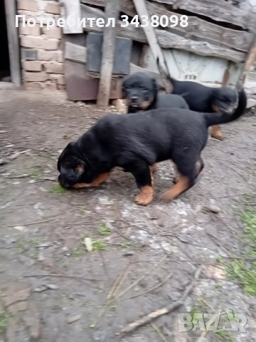 Ротвайлери ,след 2ра ваксина, снимка 7 - Ротвайлер - 52865622