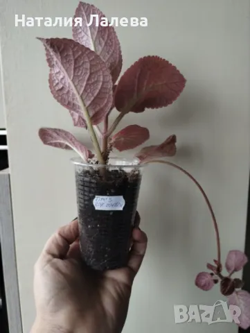 Еписция, episcia jim's rose garden, снимка 3 - Стайни растения - 48278862