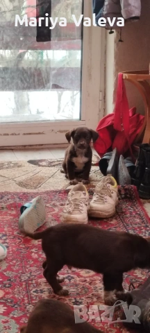 Кученца Курцхар , снимка 17 - Курцхаар - 52863953