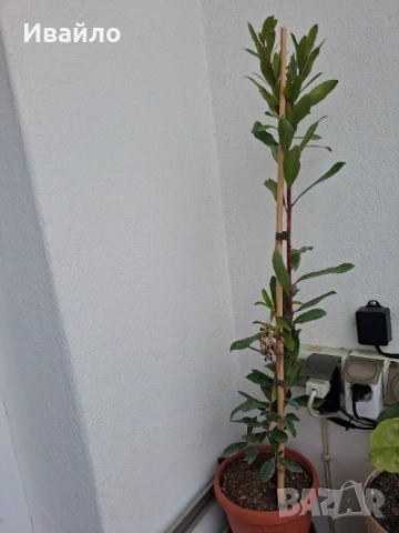 Arbutus unedo и Arbutus unedo Rubra, снимка 4 - Градински цветя и растения - 53995860