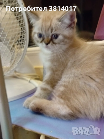 порода коте абесин на три месеца , снимка 9 - Персийска - 51734746