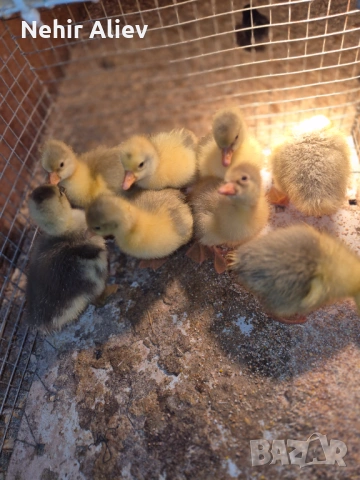 Продавам пилета и гъски, снимка 5 - Патици и гъски - 54177348