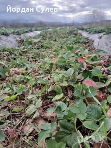 ‼️🌱Здравеите предлагам разсад Малини Висок Добив Много Сладки и Ароматни  (Люлин1лв) (Полка Глен Ди, снимка 2 - Разсади - 49910225