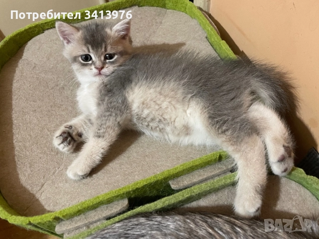 Британско мъжко коте