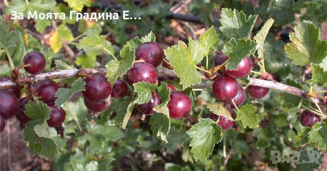 Йоща - хибрид между касис и цариградско грозде , снимка 10 - Градински цветя и растения - 54020913