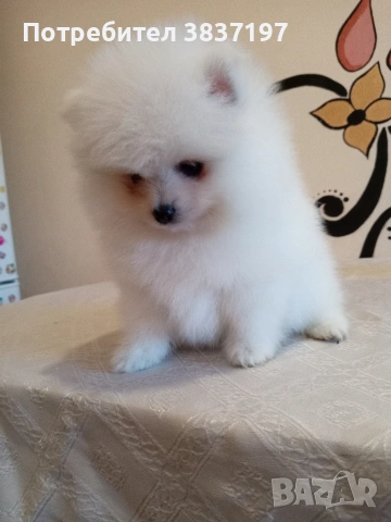 2 момичета и 2 момчета , снимка 4 - Померан - 53721791