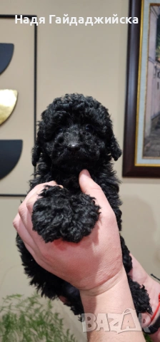 Мини Пудел! 