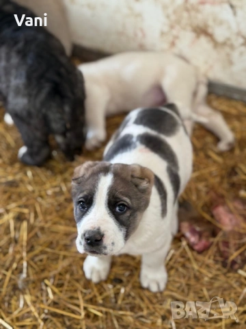 Аласай / САО , снимка 3 - Алабай - 54093320