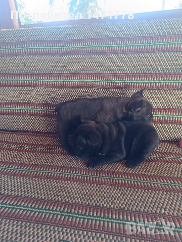 Френски булдог , снимка 8 - Френски булдог - 53188378