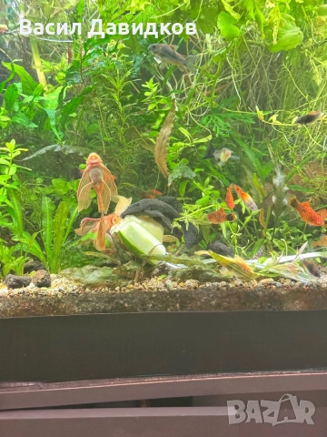 Анцуструс L144 , 183 , коридораа Венецуела , снимка 12 - Рибки - 53884676