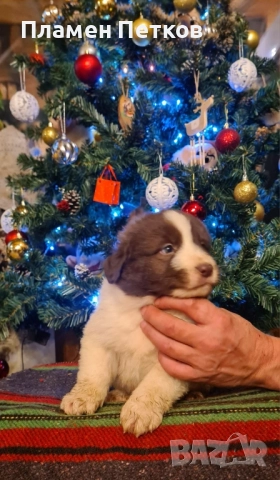 Българско овчарско куче , снимка 3 - Каракачанска овчарка - 52714244