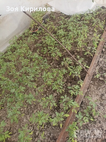Разсад на домати от Елинпелинският край , снимка 2 - Разсади - 53932572