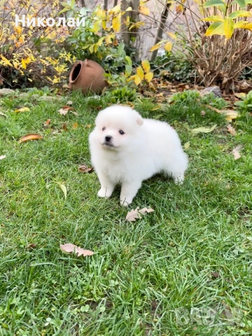 Померан момиче със втора ваксина. Померанче, снимка 6 - Померан - 52633593