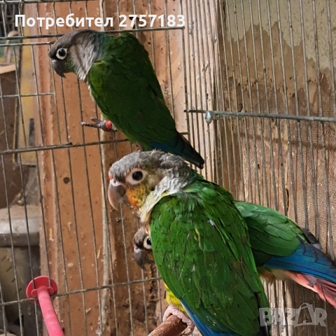 продавам папагал пирура