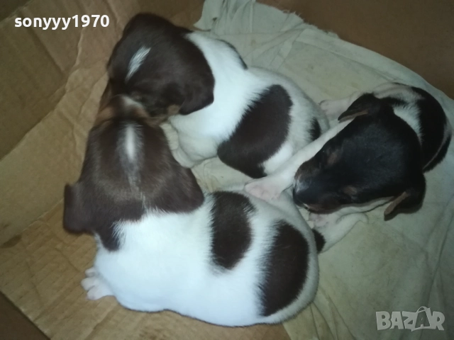 ПРОДАВАМЕ КУТРЕТА-ДЖАК РЪСЕЛ 250ЛВ ЗА 1БР 0309250738, снимка 17 - Джак ръсел териер - 51587007