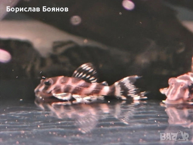 L333 SW AAA , снимка 2 - Рибки - 53226844