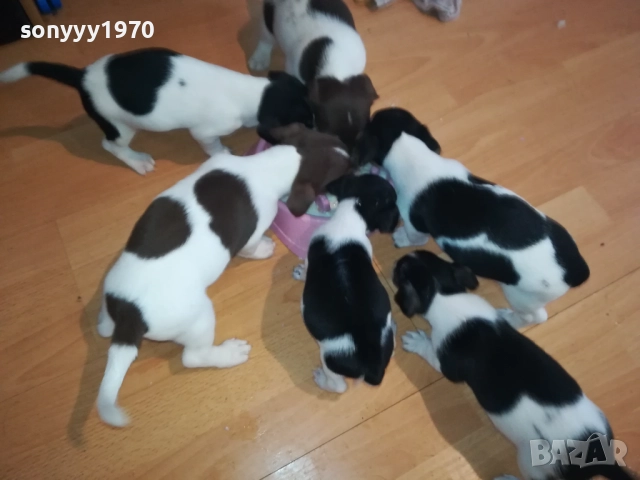 ДЖАК РЪСЕЛ-250ЛВ ЗА КУЧЕНЦЕ 1909250859, снимка 6 - Джак ръсел териер - 51764637