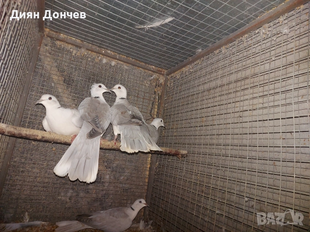 Продавам гугутки , снимка 2 - Гълъби - 52253162