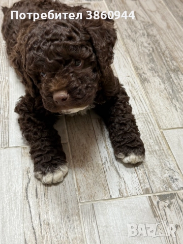 Лагото романьол, снимка 5 - Други - 52878109