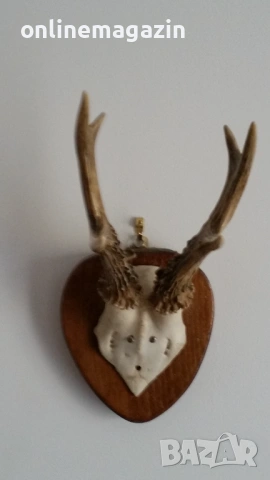 Еленски рога  на над 40 години , снимка 4 - Декорация за дома - 54261893