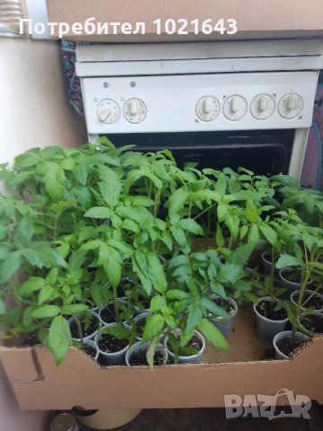 Разсад домати наслада и ръгби