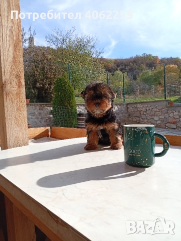 Продавам мини йоркширски териери , снимка 8 - Йоркширски териер - 52590670