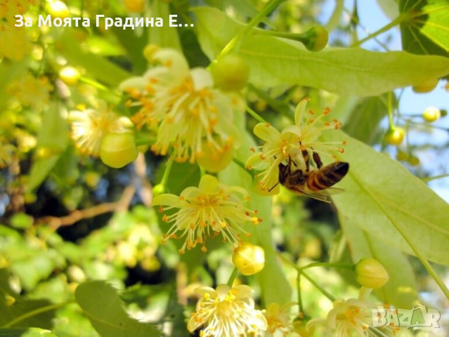 Липа , снимка 5 - Градински цветя и растения - 53750555