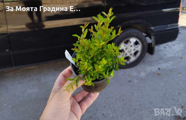 Мини дръвчета - Овошки, снимка 9 - Градински цветя и растения - 53619368