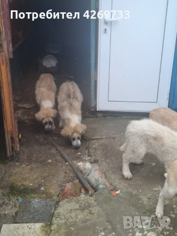 Куче порода Алабай, снимка 4 - Алабай - 53398665