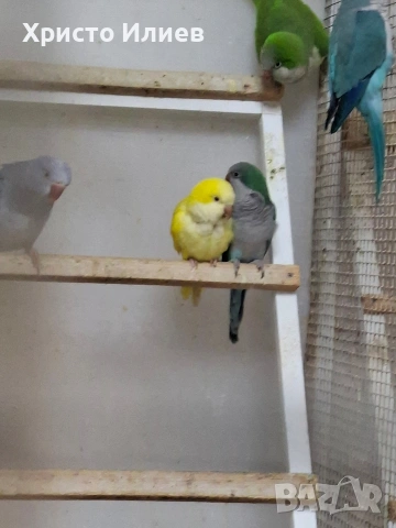 Парот център -Бургас .Купувам монашески папагали , снимка 6 - Папагали - 53654367