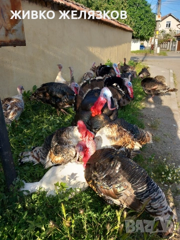 ПРОДАВАМ ОПЛОДЕНИ КОКОШИ ЯЙЦА , ЗА РАЗПЛОД, снимка 8 - Кокошки и пуйки - 53923856