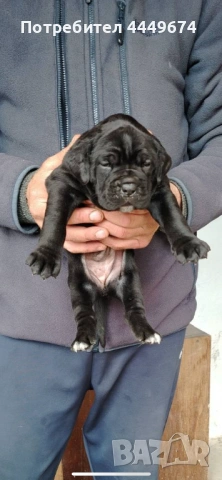 Кане корсо (ферментино), снимка 3 - Кане корсо - 53929196