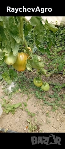 Семена, селски домати и др!, снимка 8 - Сортови семена и луковици - 53701787
