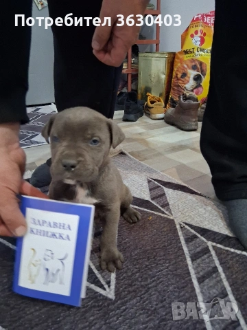 Кане Корсо сиви , снимка 12 - Кане корсо - 53402339