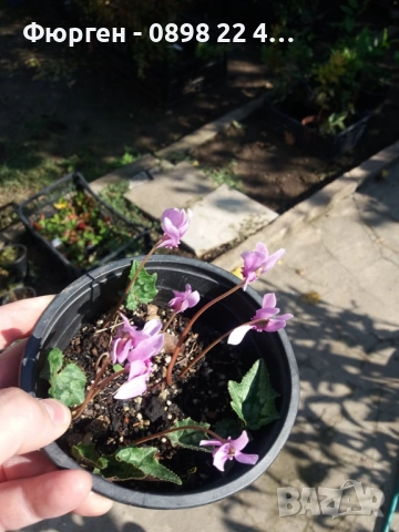 Горска Циклама - Студоустойчива  Луковици  и Растения, снимка 6 - Разсади - 47208115