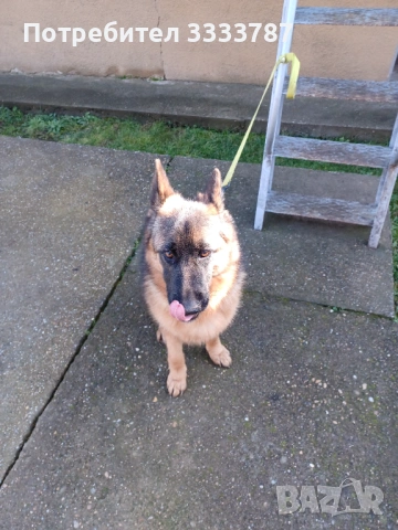 Немска овчарка , снимка 4 - Немска овчарка - 53476726