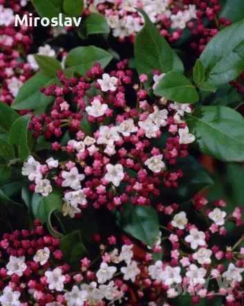 Viburnum Tinus, снимка 3 - Градински цветя и растения - 49388231